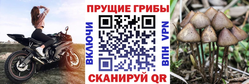 Купить где  Камышлов  Псилоцибиновые грибы Psilocybine cubensis 